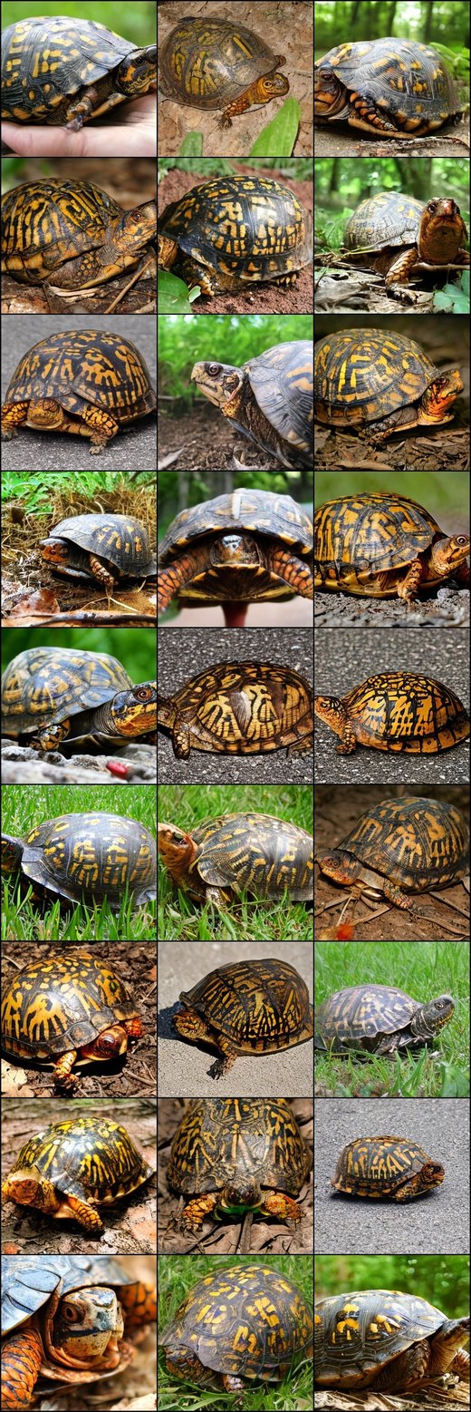 Box turtle samples