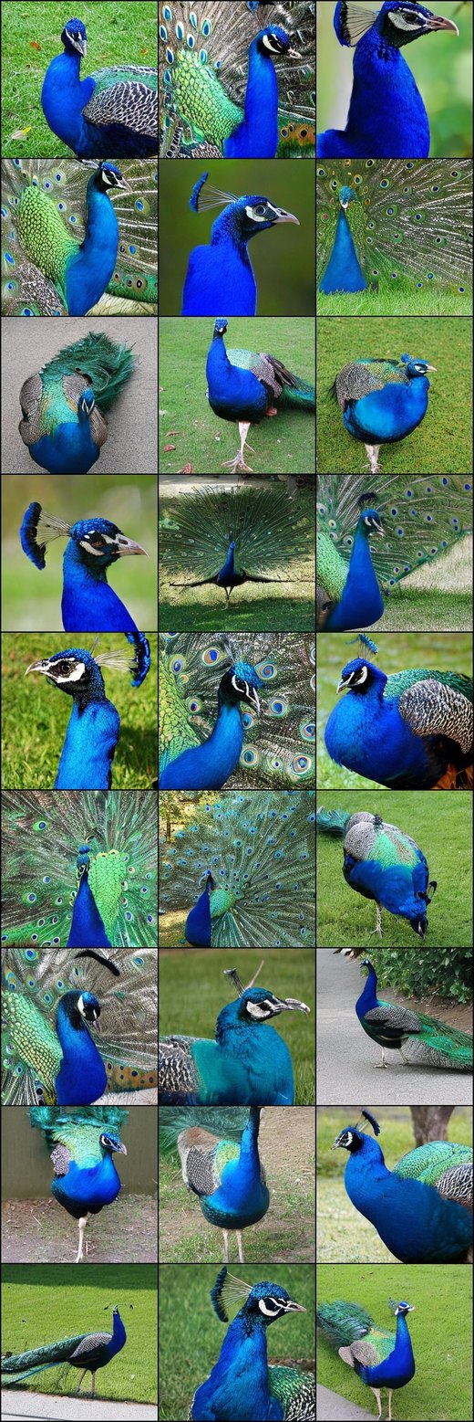 Peacock samples